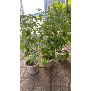 Chậu lá é (é trắng) nấu gà vị chua nhẹ thơm