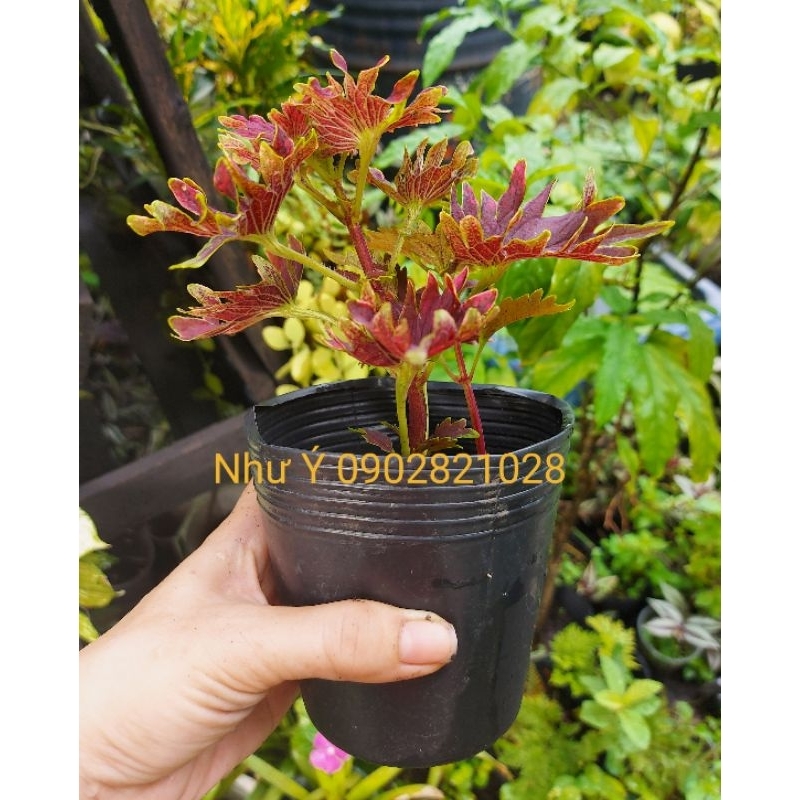 Cây lá gấm đỏ khía