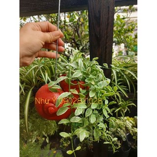 Lan hạt dưa cẩm thạch chậu nhựa treo vỏ ốc