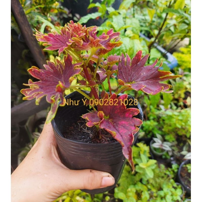 Cây lá gấm đỏ khía