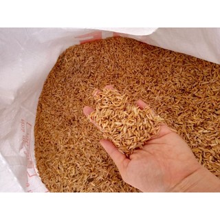 Bịch túi vỏ trấu trộn đất trồng cây - NeyuhGarden