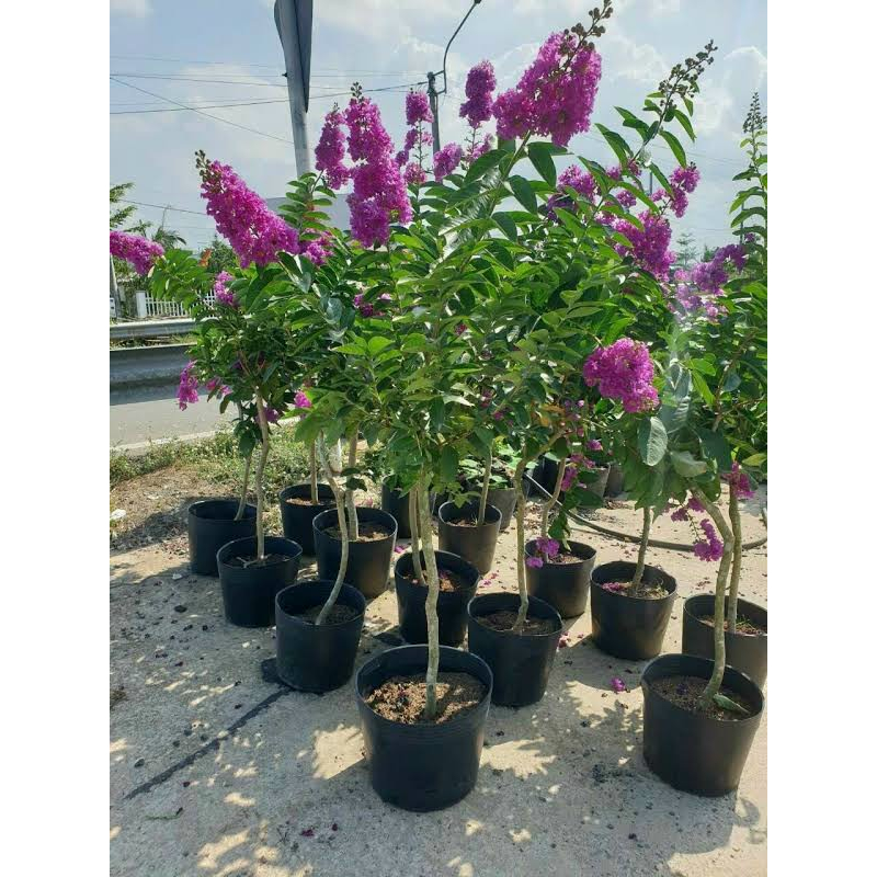 ALO SHOP SHIP KHÔNG GÃY-CHẬU BẰNG LĂNG THÁI TÍM 60-80CM RẤT KHỎE tặngdịchtrùn KHO Q11,7,9,thủđức,phúnhuận