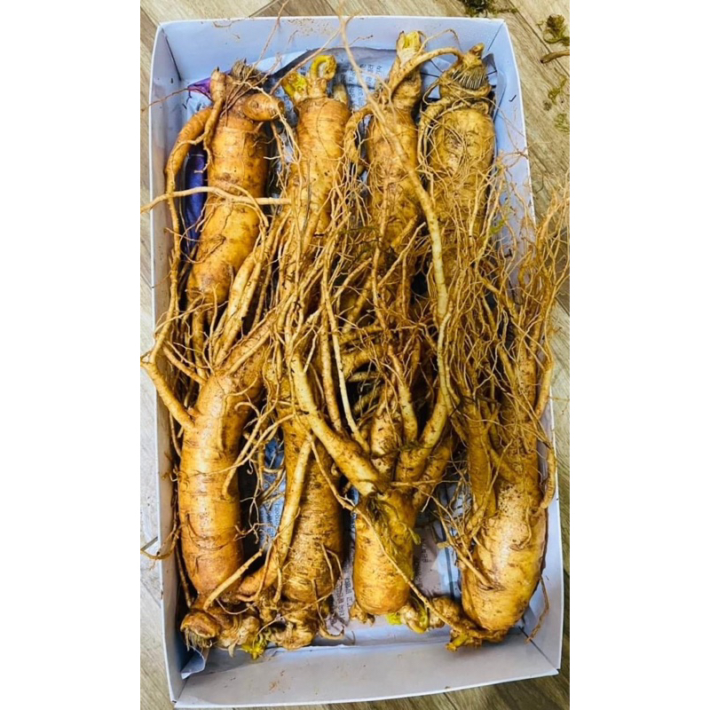 Nhân sâm tươi Hàn Quốc loại 8 củ 1 kg chuẩn Hàn