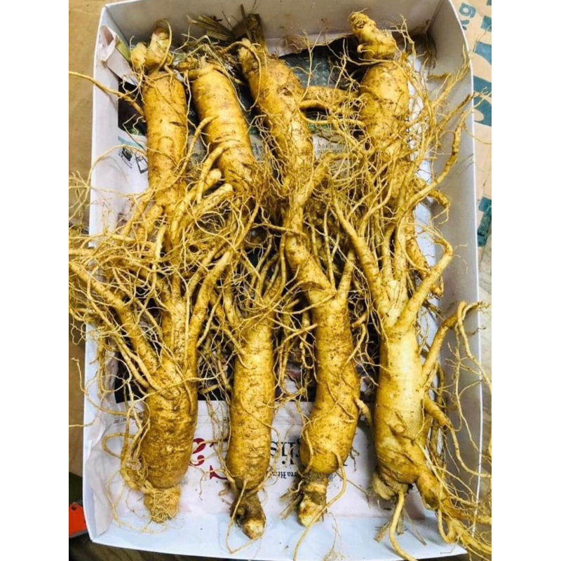Nhân sâm tươi Hàn Quốc loại 8 củ 1 kg chuẩn Hàn