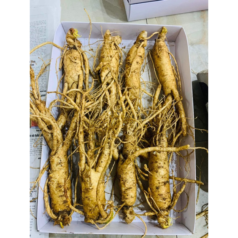 Nhân sâm tươi Hàn Quốc loại 8 củ 1 kg chuẩn Hàn
