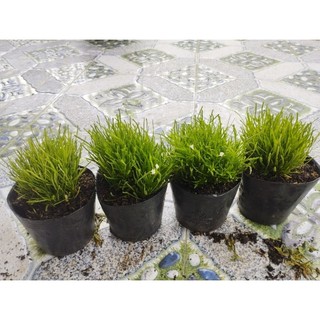 Cây Cỏ Mây- tặng kèm phân bón