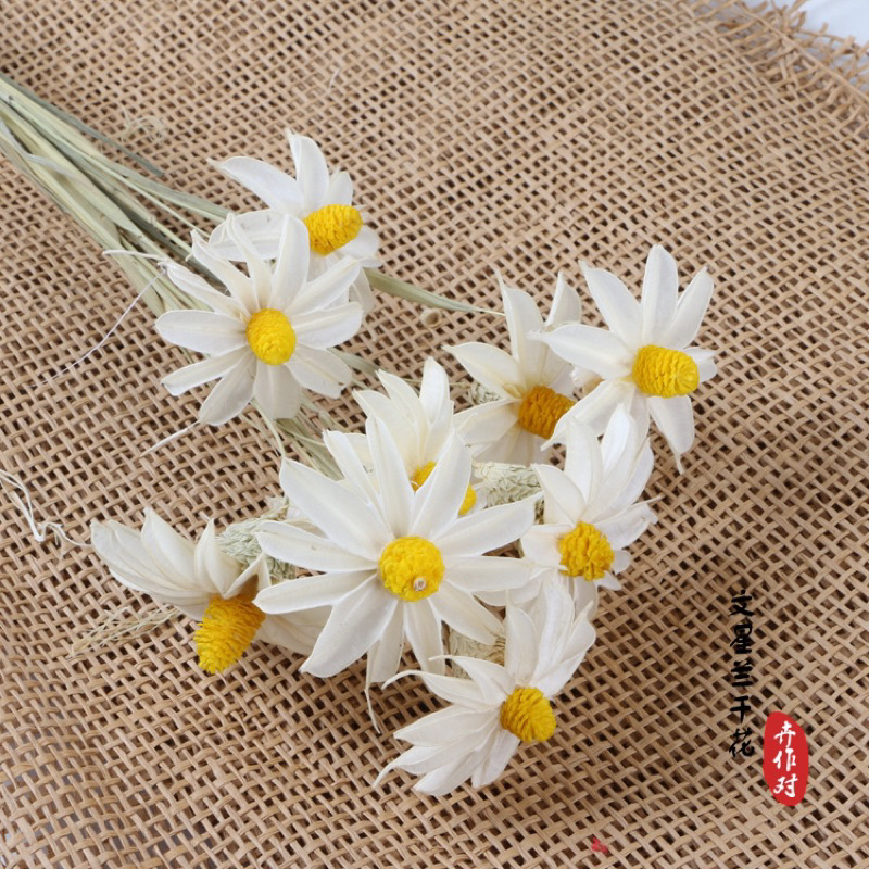 Cành Hoa Mộc Lan Khô Màu Trắng Decor, Trang Trí Nhà Cửa