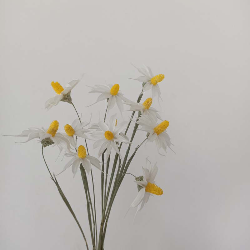 Cành Hoa Mộc Lan Khô Màu Trắng Decor, Trang Trí Nhà Cửa