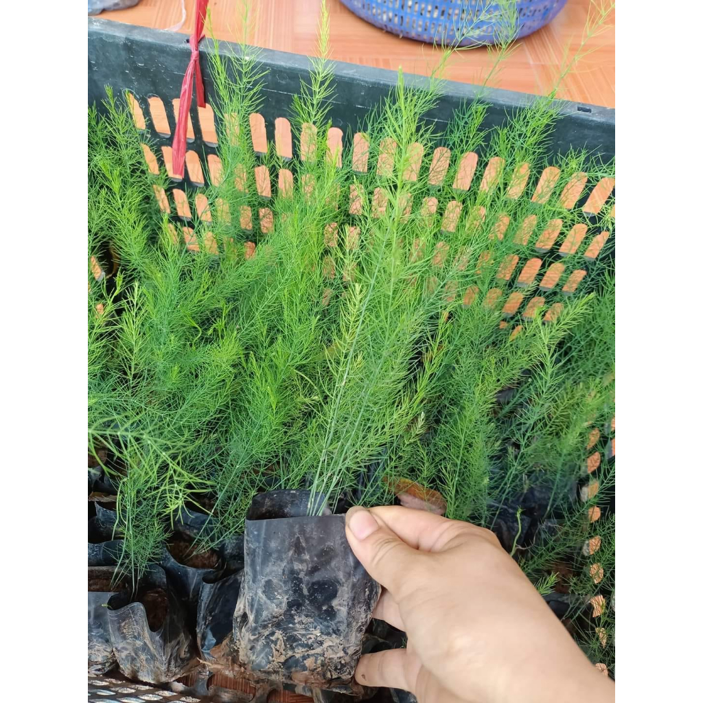 Măng tây mỹ atlat F1