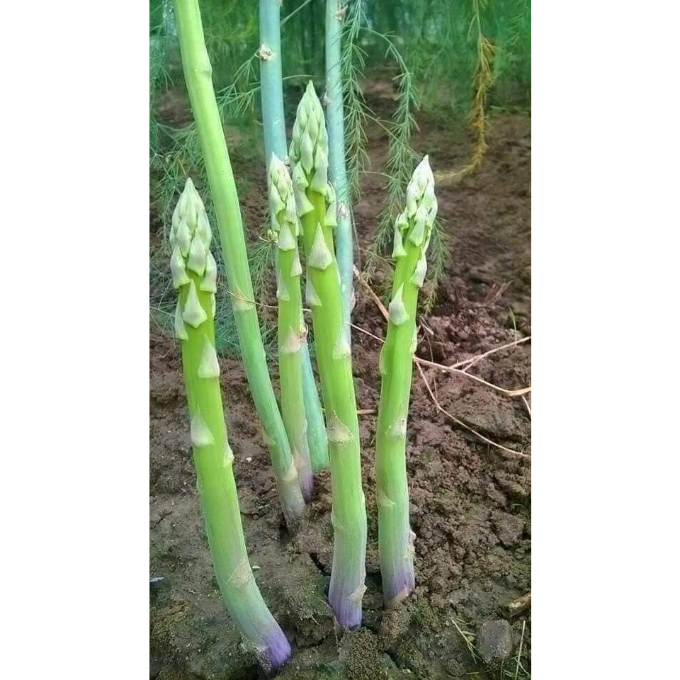 Măng tây mỹ atlat F1
