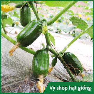 Hạt giống dưa chuột Kim Đồng gói 8 hạt
