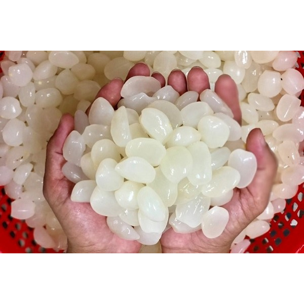 1KG HẠT ĐÁC TƯƠI SẠCH-DẺO NGON- SIZE LỚN