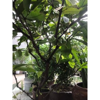 Cây Mận Tam hoa lớn