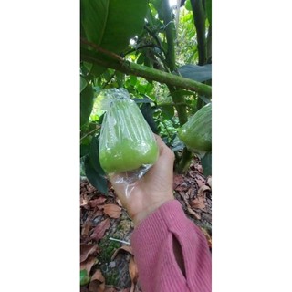 Cây 🌲 Mận Tam hoa lớn 1m6