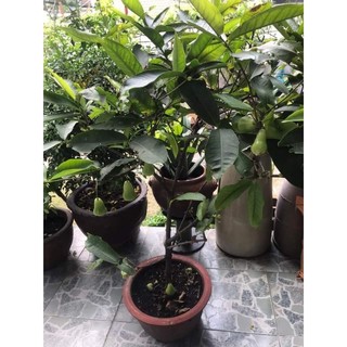 Cây 🌲 Mận Tam hoa lớn 1m6