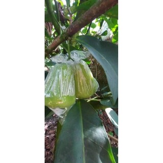 Cây 🌲 Mận Tam hoa lớn 1m6