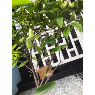Cây 🌲 Mận Tam hoa lớn 1m6
