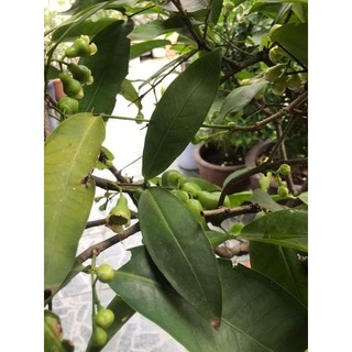 Cây 🌲 Mận Tam hoa lớn 1m6