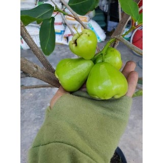 Mận xanh đường tám hội