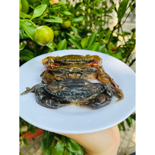 Giá sỉ - Cua Lột Myanmar (Đủ size)