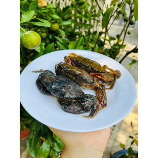 Giá sỉ - Cua Lột Myanmar (Đủ size)