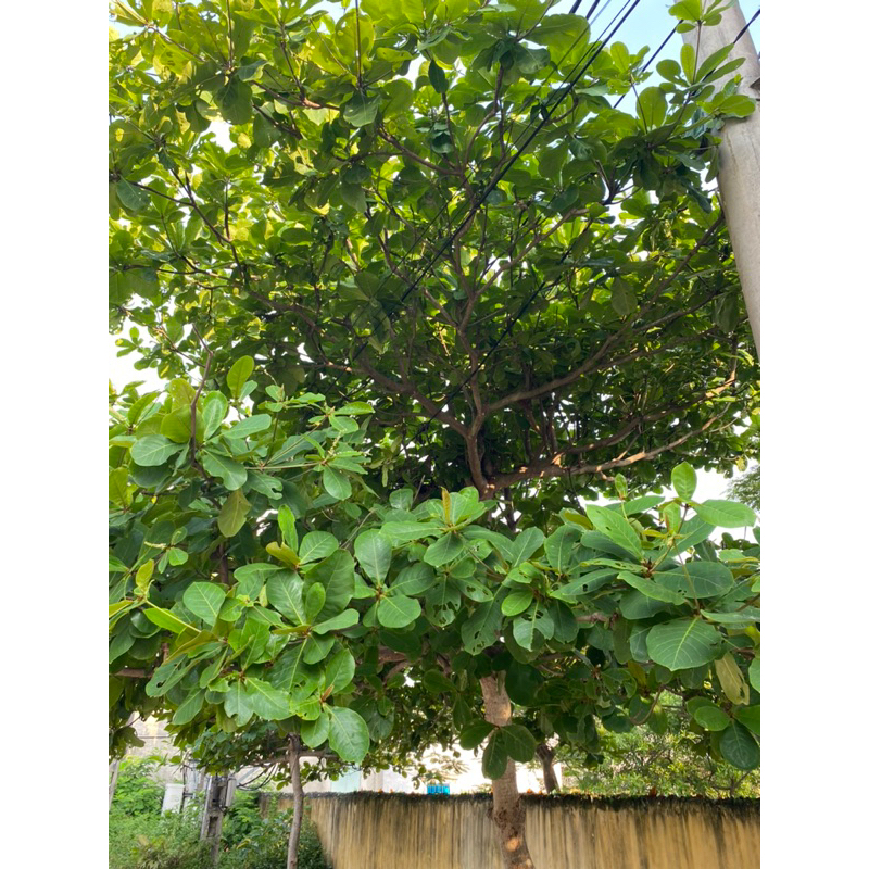 Lá bàng tươi. 1kg