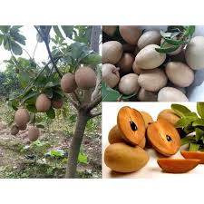 COMBO 2 CÂY GIỐNG HỒNG XIÊM XOÀI LÙN
