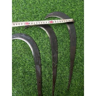 câu liêm giựt nhánh cây