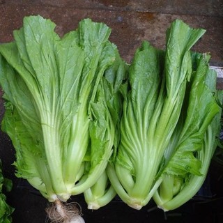 20 gram hạt giống cải bẹ dưa - cải tàu xậy