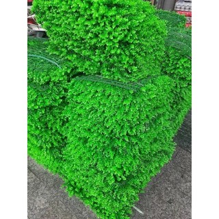 Thảm cỏ tai chuột nhân tạo