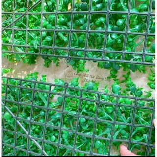 Thảm cỏ tai chuột nhân tạo