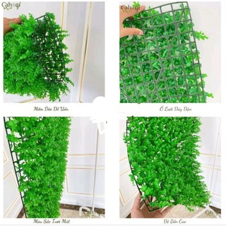 Thảm cỏ tai chuột nhân tạo