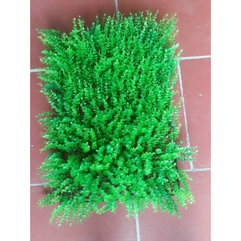 Thảm cỏ tai chuột nhân tạo