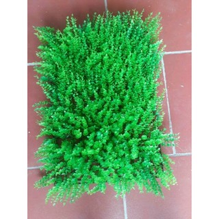 Thảm cỏ tai chuột nhân tạo