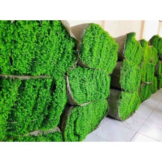 Thảm cỏ tai chuột nhân tạo