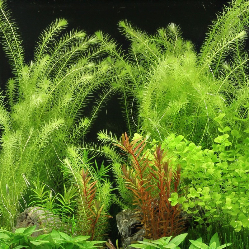 CÂY THỦY SINH BẠC ĐẦU BÔNG-15K/20NGỌN