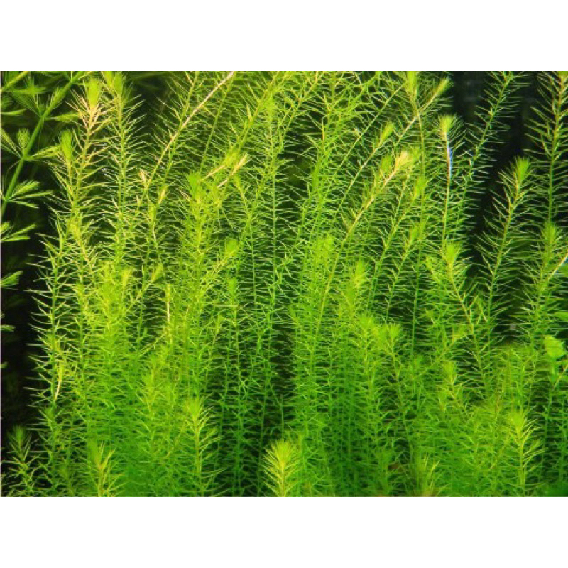 CÂY THỦY SINH BẠC ĐẦU BÔNG-15K/20NGỌN