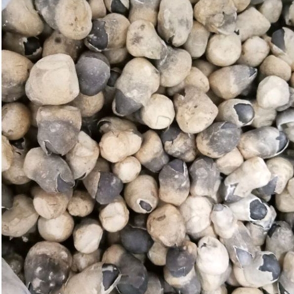 Nấm Rơm Sấy Thăng Hoa Búp Lớn 100g