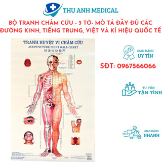 Bộ tranh châm cứu 3 tờ - kích thước 50cm x 70cm/ tờ - chú thích rõ ràng