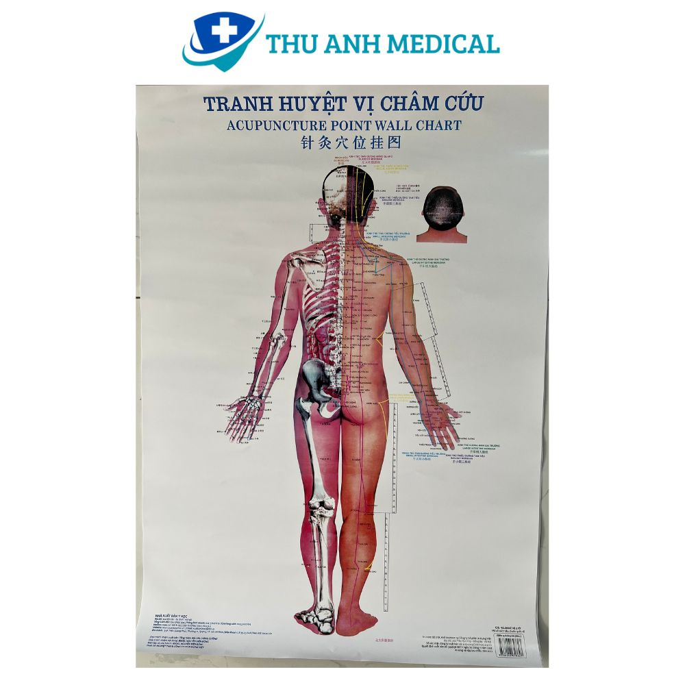 BỘ TRANH CHÂM CỨU 3 TỜ - KÍCH THƯỚC 50CM X 70CM/ TỜ - CHÚ THÍCH RÕ RÀNG