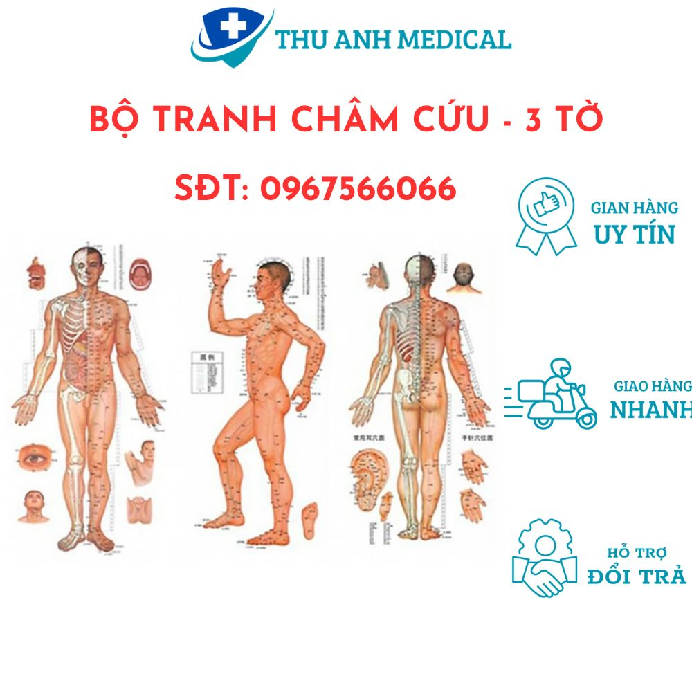 BỘ TRANH CHÂM CỨU 3 TỜ - KÍCH THƯỚC 50CM X 70CM/ TỜ - CHÚ THÍCH RÕ RÀNG