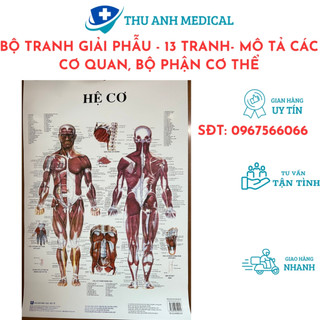 Bộ 13 tranh giải phẫu các hệ cơ quan trong cơ thể con người - hình ảnh sinh động- sắc nét- kích thước 50cmx70cm / tờ
