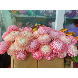 Hoa cúc mẫu đơn giấy mỹ thuật