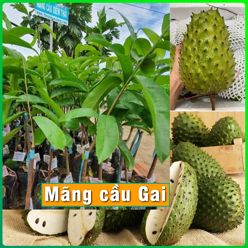 Cây mãng cầu gai ( mãng cầu xiêm Thái ) quả siêu to vị ngọt đặc trưng cây giống cao 30cm - 50cm dễ trồng & chăm sóc