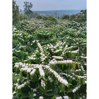 Mật ong hoa cà phê Đăk Lăk