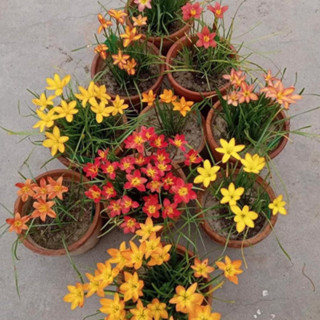 20 Củ huệ mưa Thái loại 1 đủ màu cam kết sống 100%