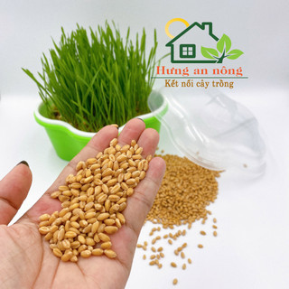 200g- hạt giống mầm cỏ lúa mì cỏ mèo, ép lấy nước uống, và cho mèo ăn lá nhiều dinh dưỡng