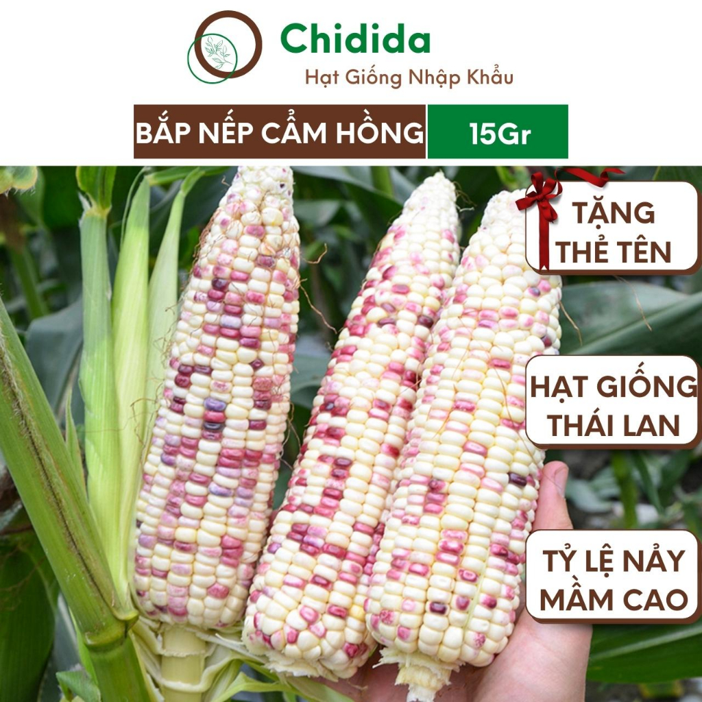 Hạt giống bắp nếp cẩm hồng Chidida ngô nếp ngọt siêu dẻo thơm màu sắc bắt mắt nhập khẩu Thái Lan gói 15g