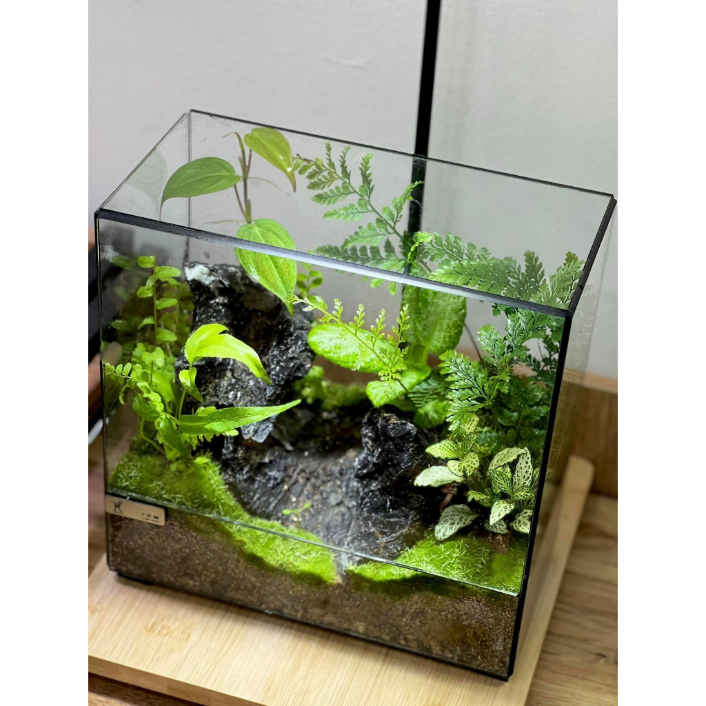Chai xịt ngăn nấm mốc terrarium, paludarium, vivarium
