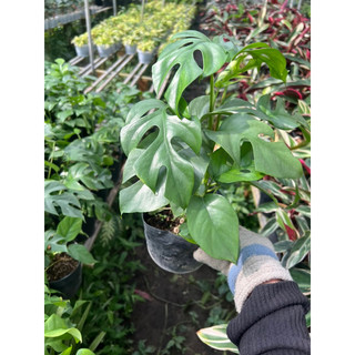 Trầu bà monstera mini
